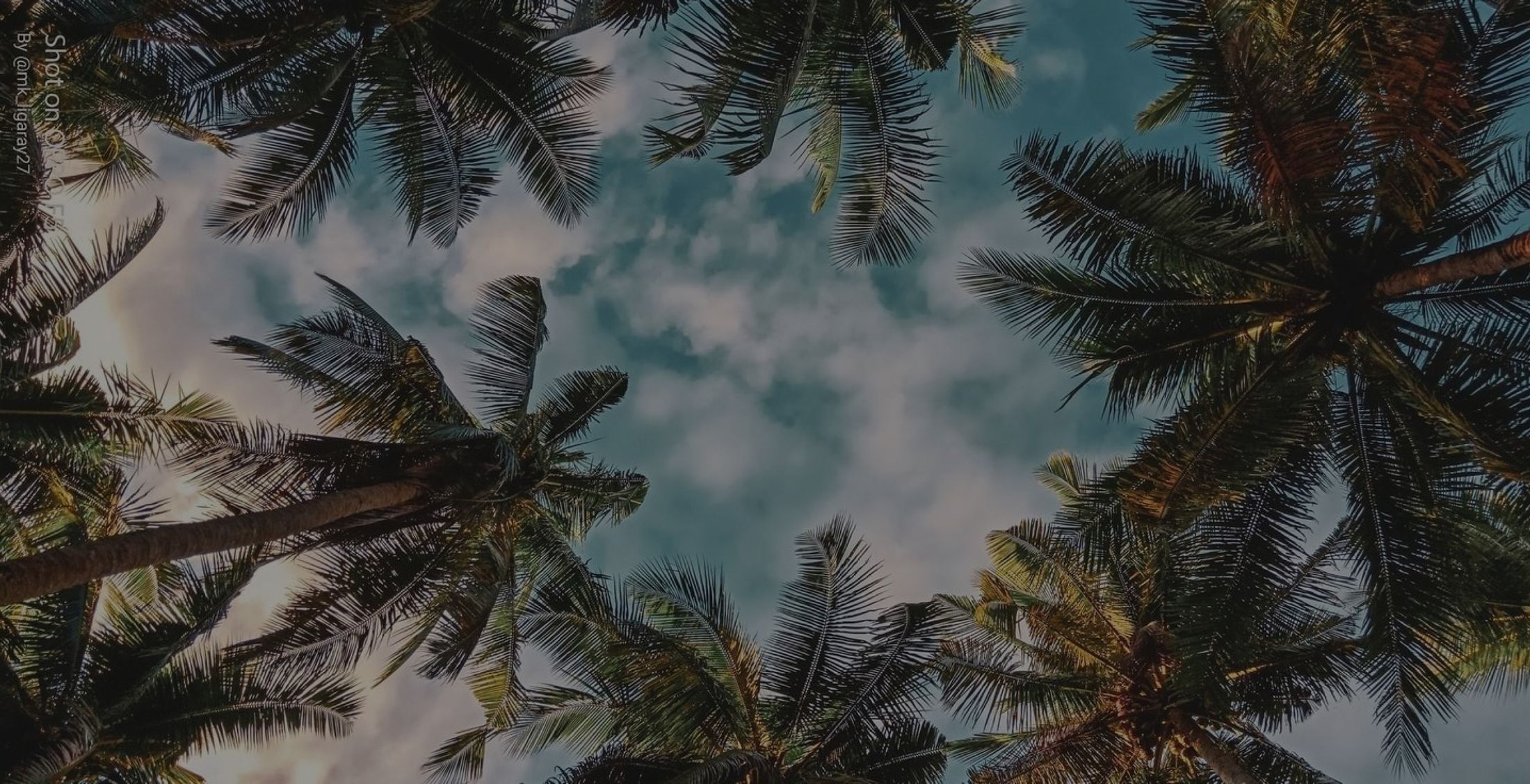 Framed view of palm trees against a cloudy sky.