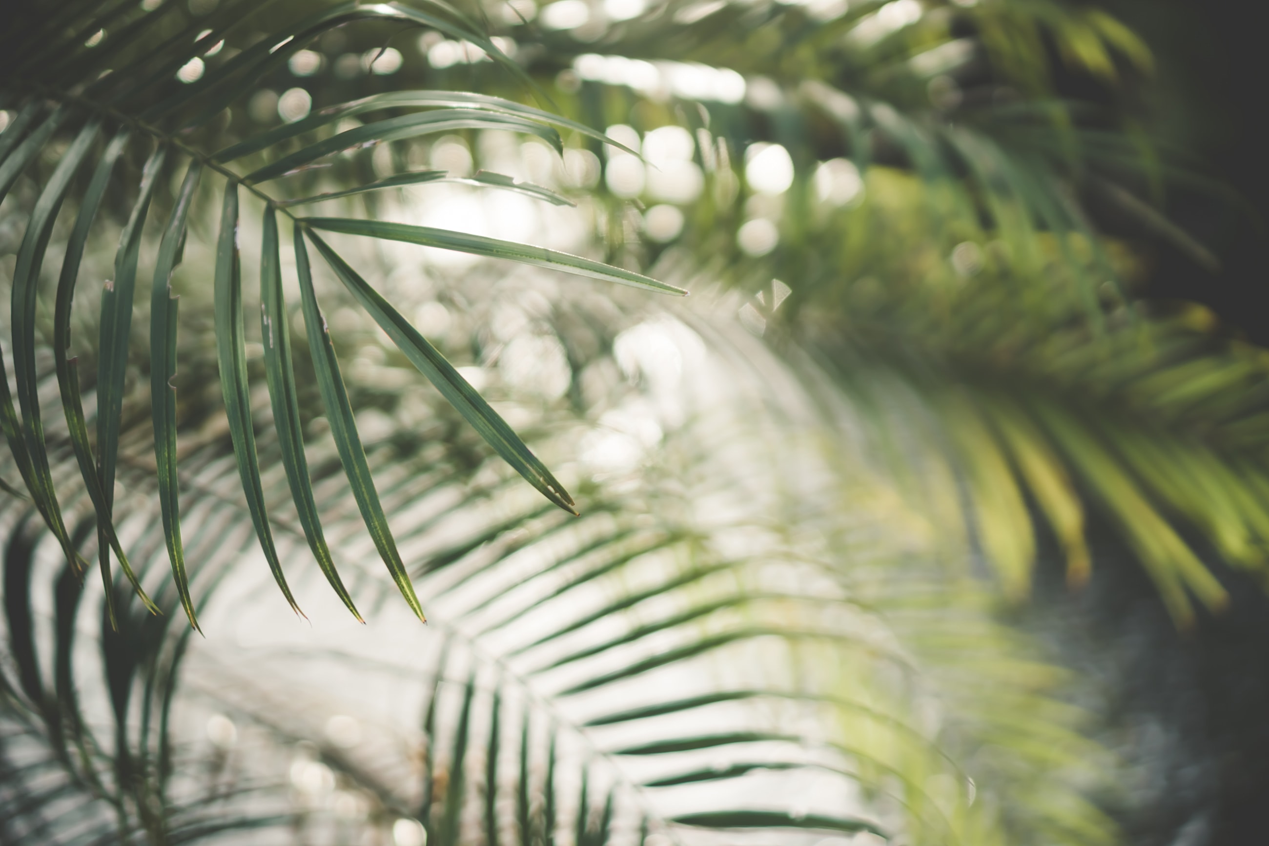 Lush green palm leaves in soft focus.